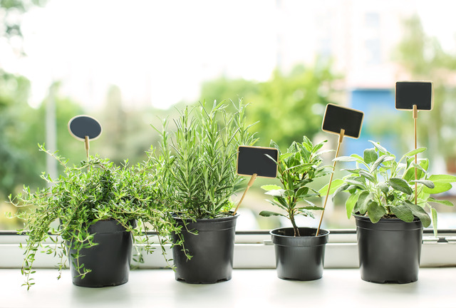 Herbs in the home can be used in your spring cleaning - herbs on windowsill 