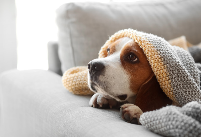 Dog hiding under blanket in clean home
