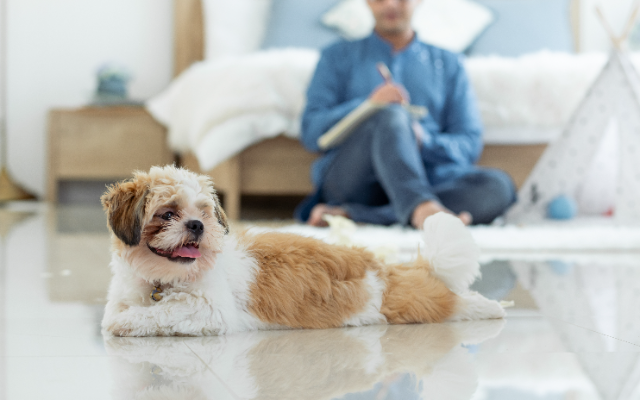 Dog relaxing on clean floor within home 