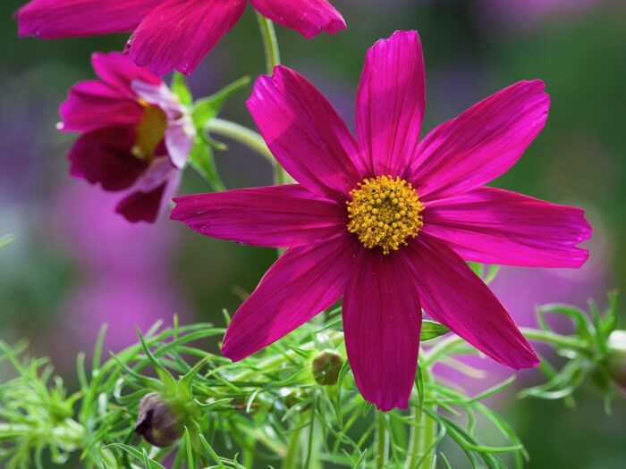 Cosmos bipinnatus 'Sonata Carmine' (Sonata Series)