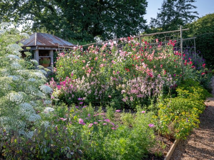 Sweet pea avenue in cottage garden