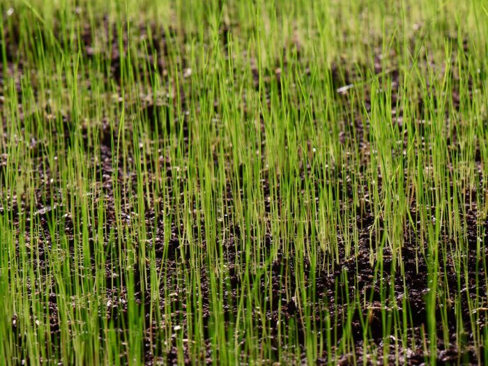 April - May and September are the ideal months to re-seed your lawn