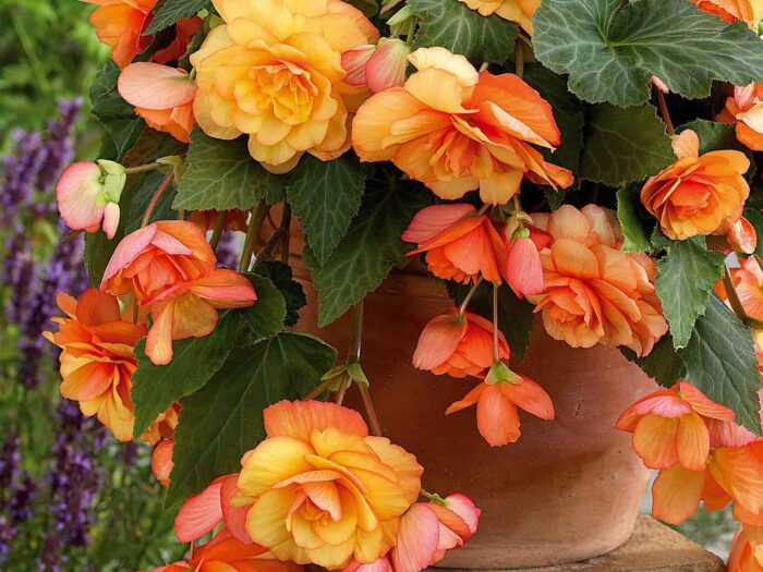 Begonias are easy to grow and come in a variety of colours
