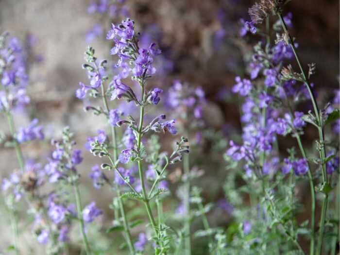 Catmint is a brilliant plant for window boxes and hanging baskets