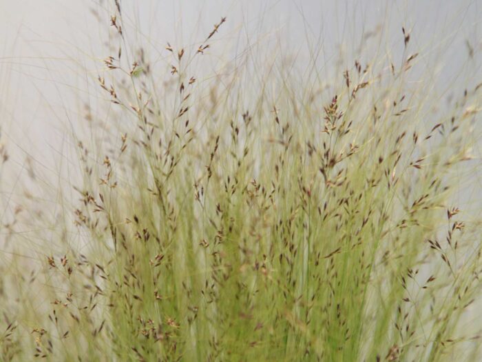 Grasses are a low maintenance way of adding greenery to your hanging basket