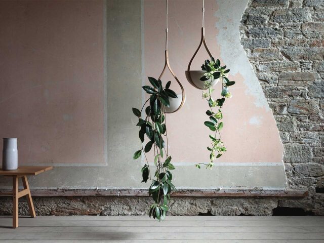 Trailing plants are a visual statement in a hanging basket