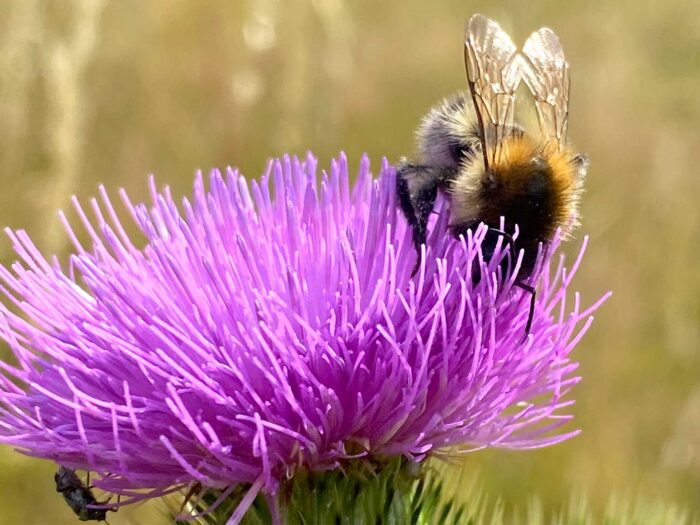 Window boxes and hanging baskets are a great way to bring bee pollinators into your garden