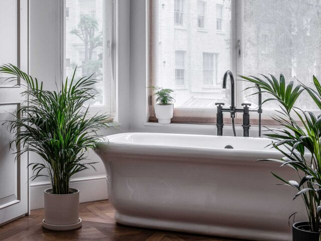 Palms are one of the best bathroom houseplants
