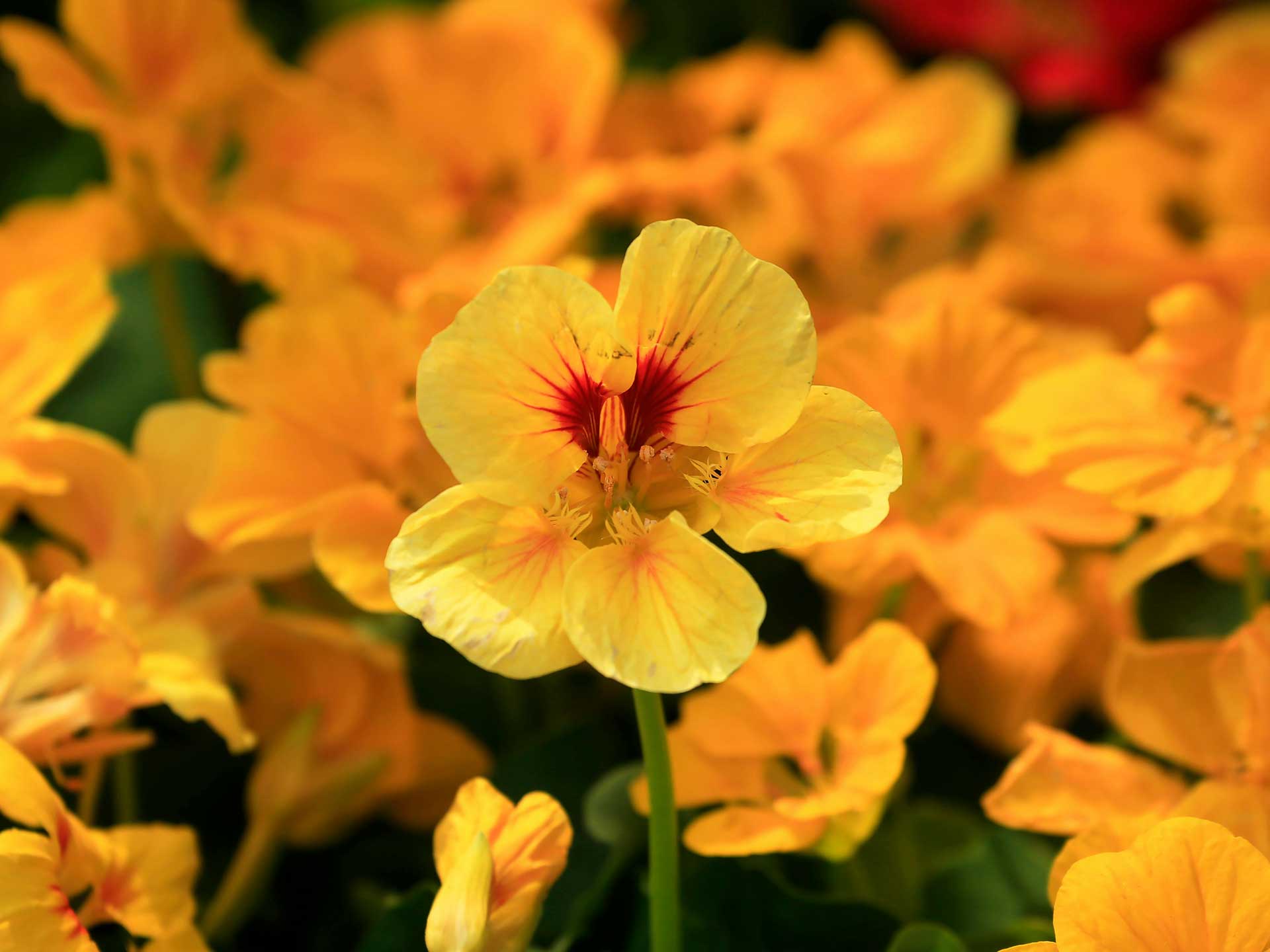 Effective, eco-friendly ways to deter garden pests