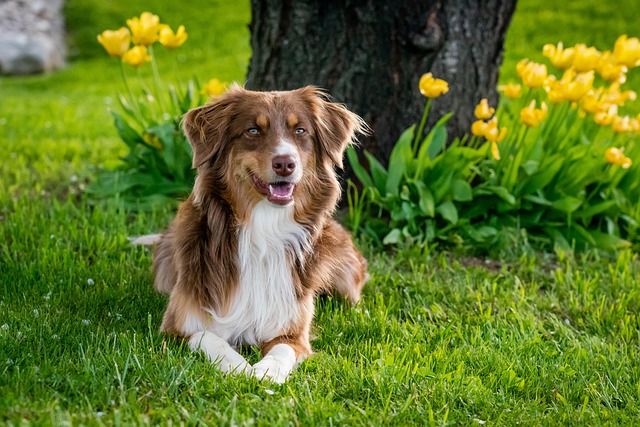 dog in flower garden