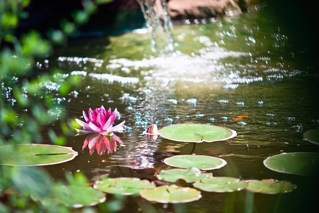 garden pond with lilypads in sunny spot