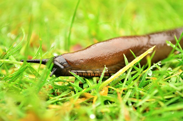 slug in the garden
