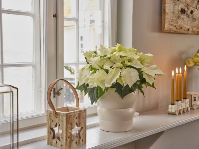 Windowsill decorated for Christmas