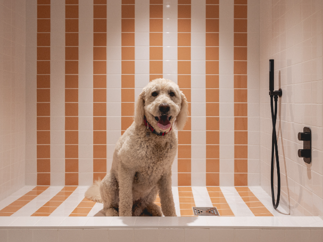 Doggy in pet spa at Present Made rental development