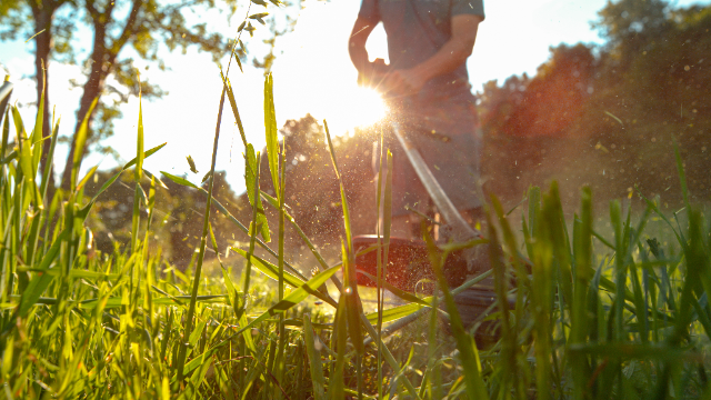 grass seed growth