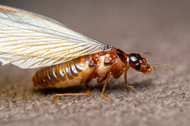 get rid of moths on carpet