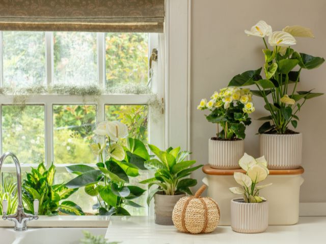 Houseplants on a window sill