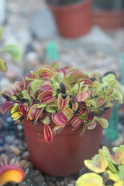 potted venus flytrap or corpse flower spooky plantr