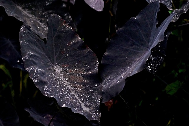 black elephant ears plant