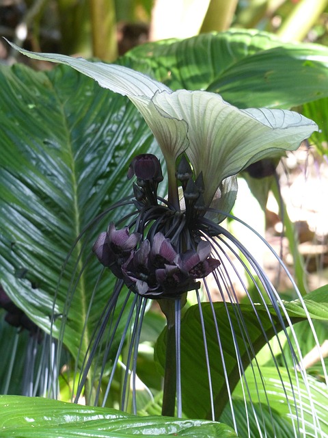 black flower plant outdoors