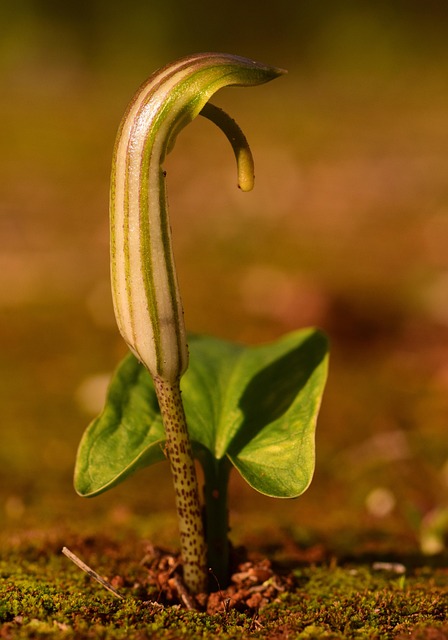 cobra plant growing outdoors